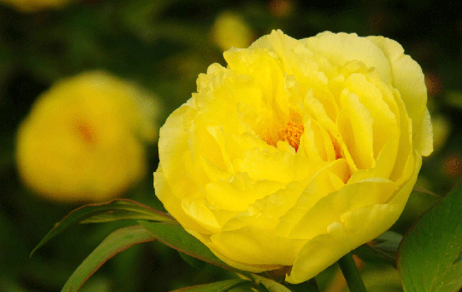 ดอกโบตั๋นสีเหลือง