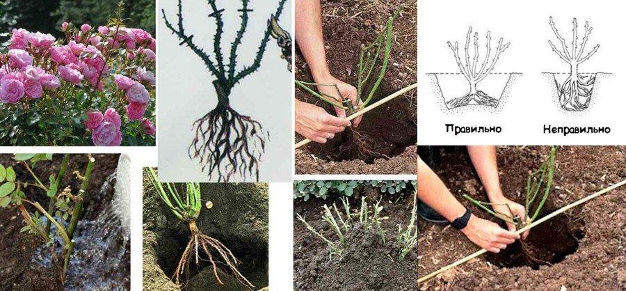 การปลูกกุหลาบ