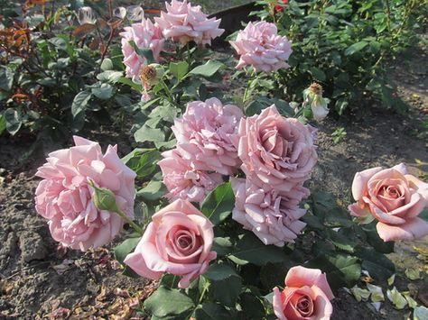 โคโค่ โลโค่