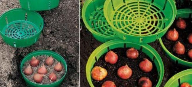 การปลูกทิวลิป