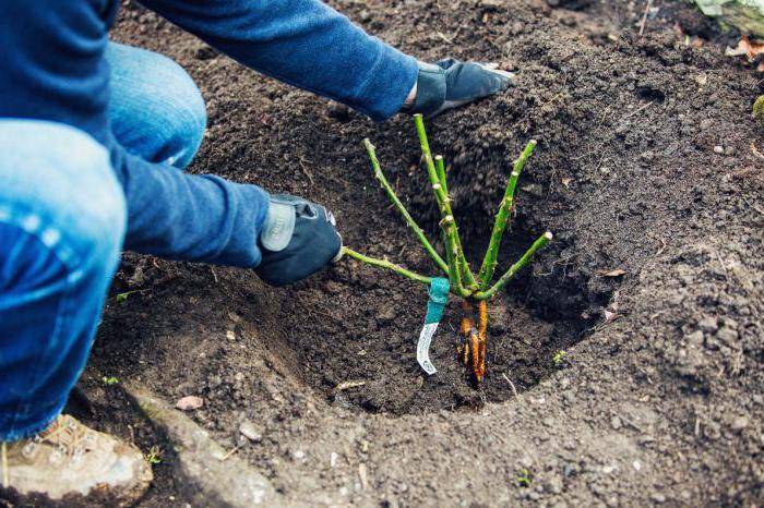 การปลูกดอกไม้