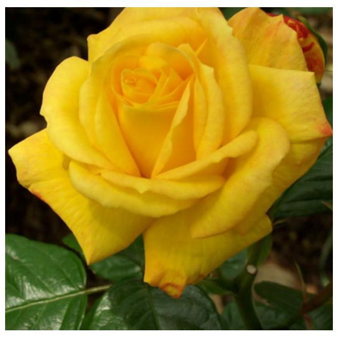 อาร์เธอร์ เบลล์