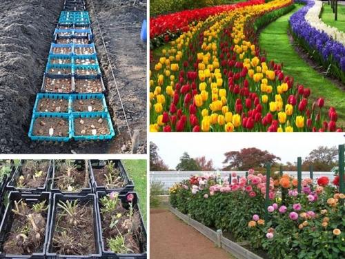 เวลาและวิธีการปลูกทิวลิปด้วยมือของคุณเองในตะกร้าสำหรับพืชหัว