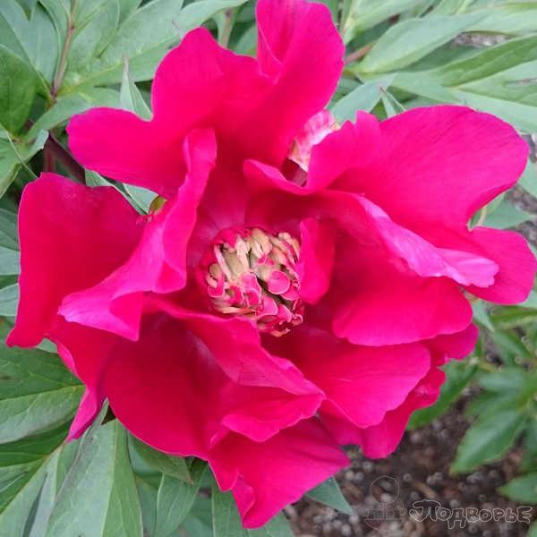 ดอกโบตั๋นอิโตะอันเป็นเอกลักษณ์