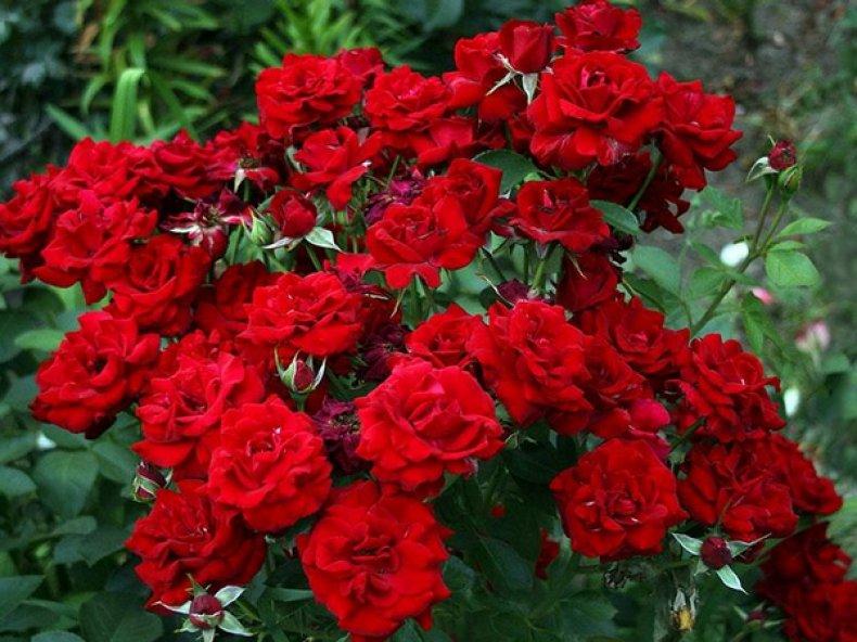 นิคโคโล ปากานินี