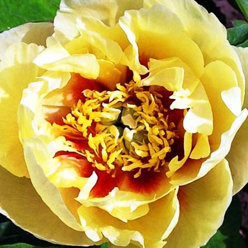 เสน่ห์ชายแดน