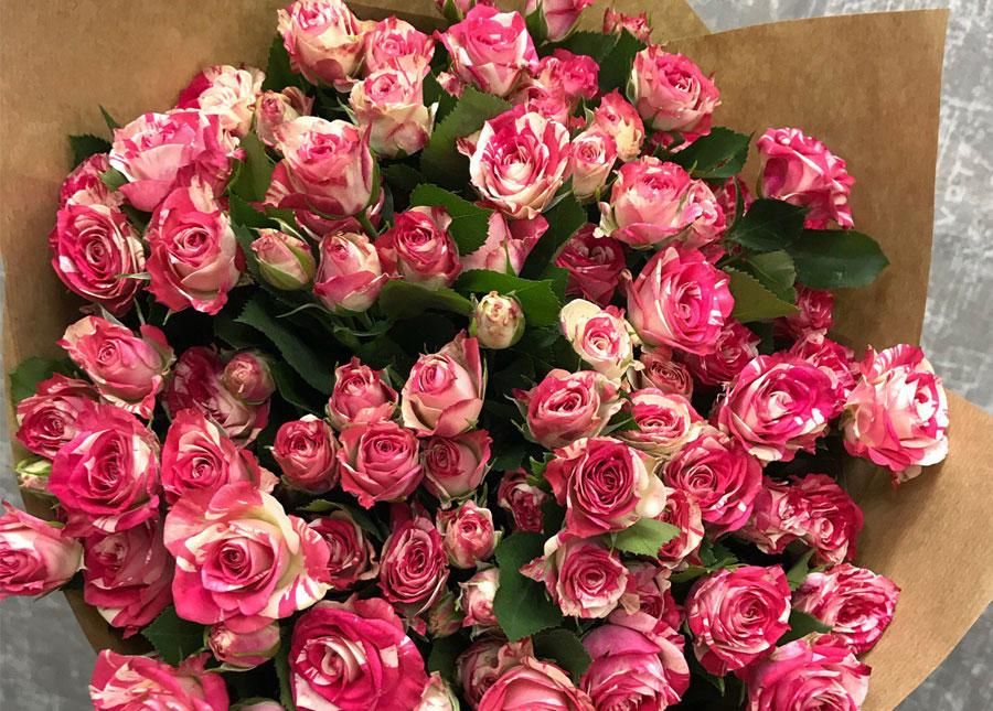 กุหลาบพุ่ม