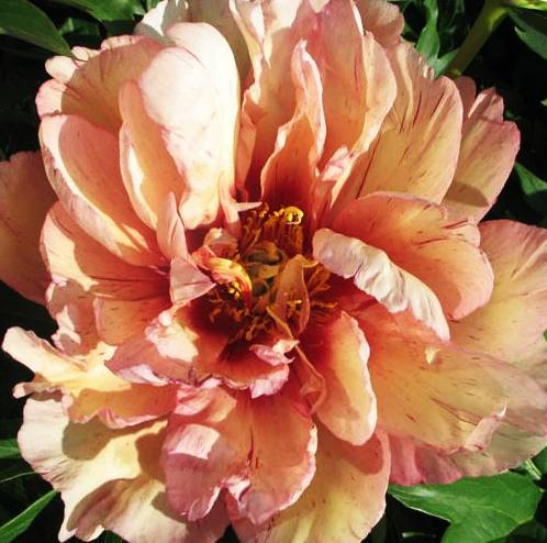 กาต้มน้ำทองแดง