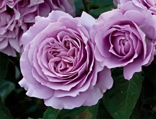 เพลงรัก