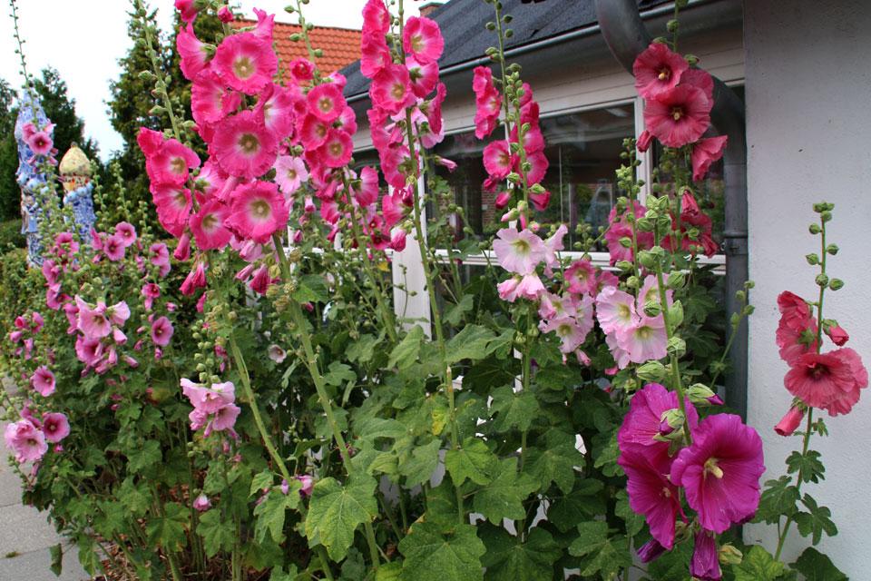 ดอกไม้มากมาย