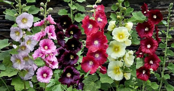 ต้นมอญป่า