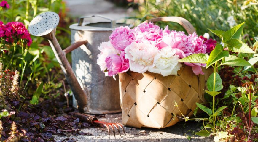 โดยการปักชำราก