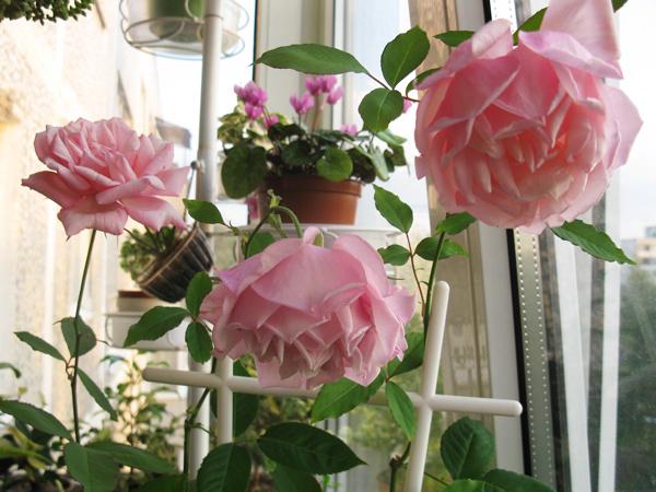 กุหลาบเบงกอล