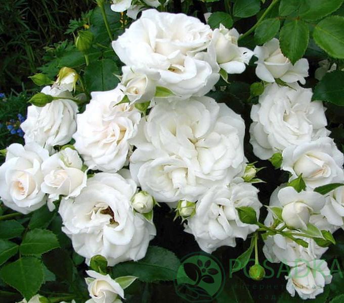 แอสไพรินโรส