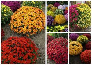 แนวทางการปลูกและดูแลดอกเบญจมาศพันธุ์มัลติฟลอร่าและ 9 พันธุ์สวยยอดนิยม