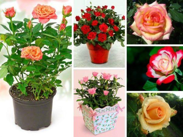 งานคาร์นิวัลเด็ก