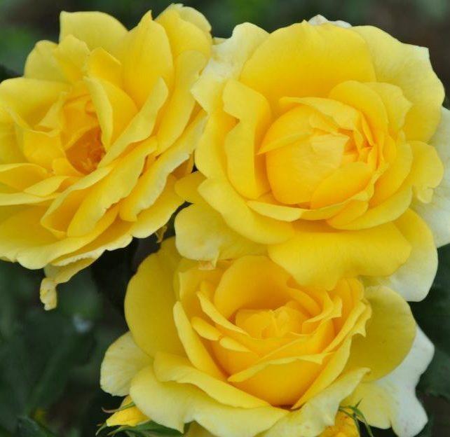 กระต่ายทอง