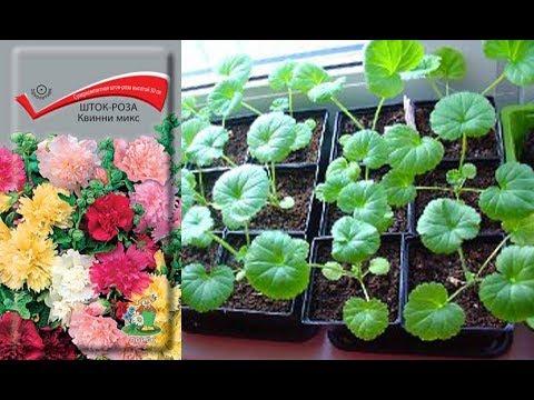 การขยายพันธุ์ดอกไม้