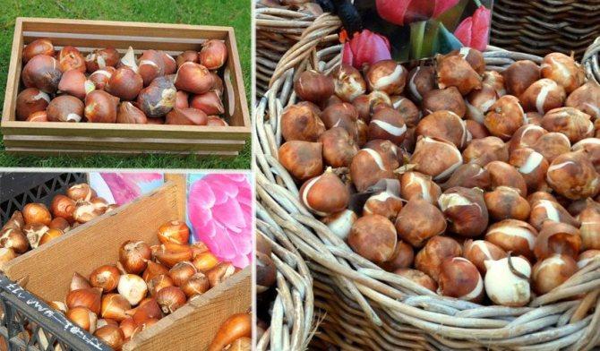 หัวทิวลิป