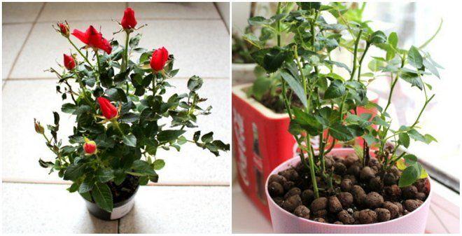 กุหลาบเบงกอล