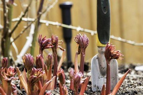 การย้ายดอกไม้