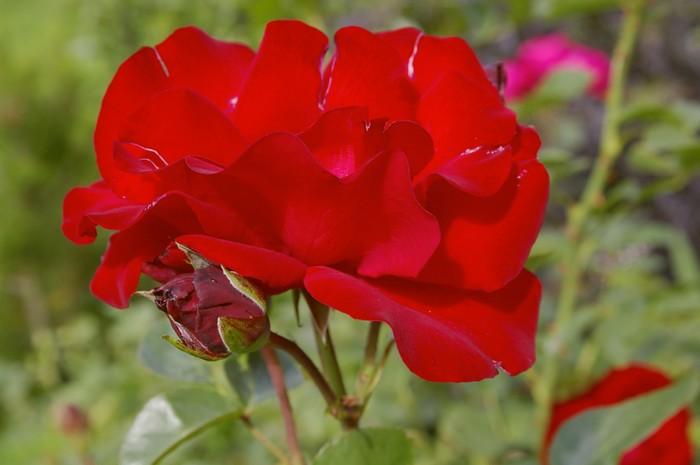 ซานทาน่า โรส