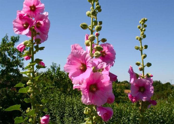 สต๊อกกุหลาบสีชมพู