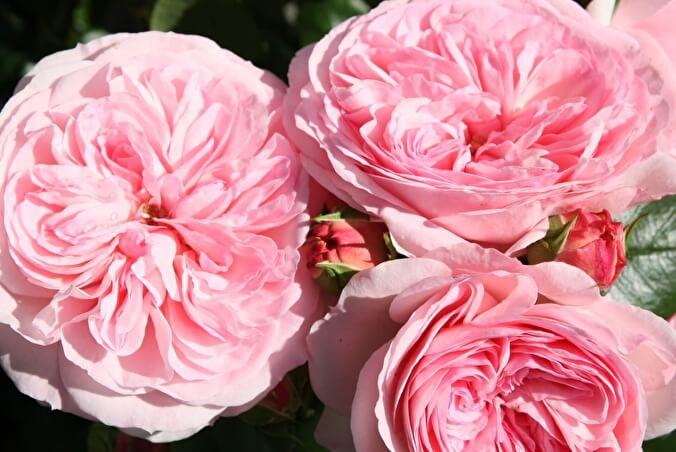 มาเรีย เทเรซา