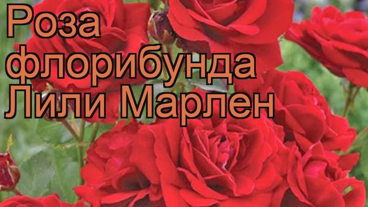 ลิลี่ มาร์ลีน