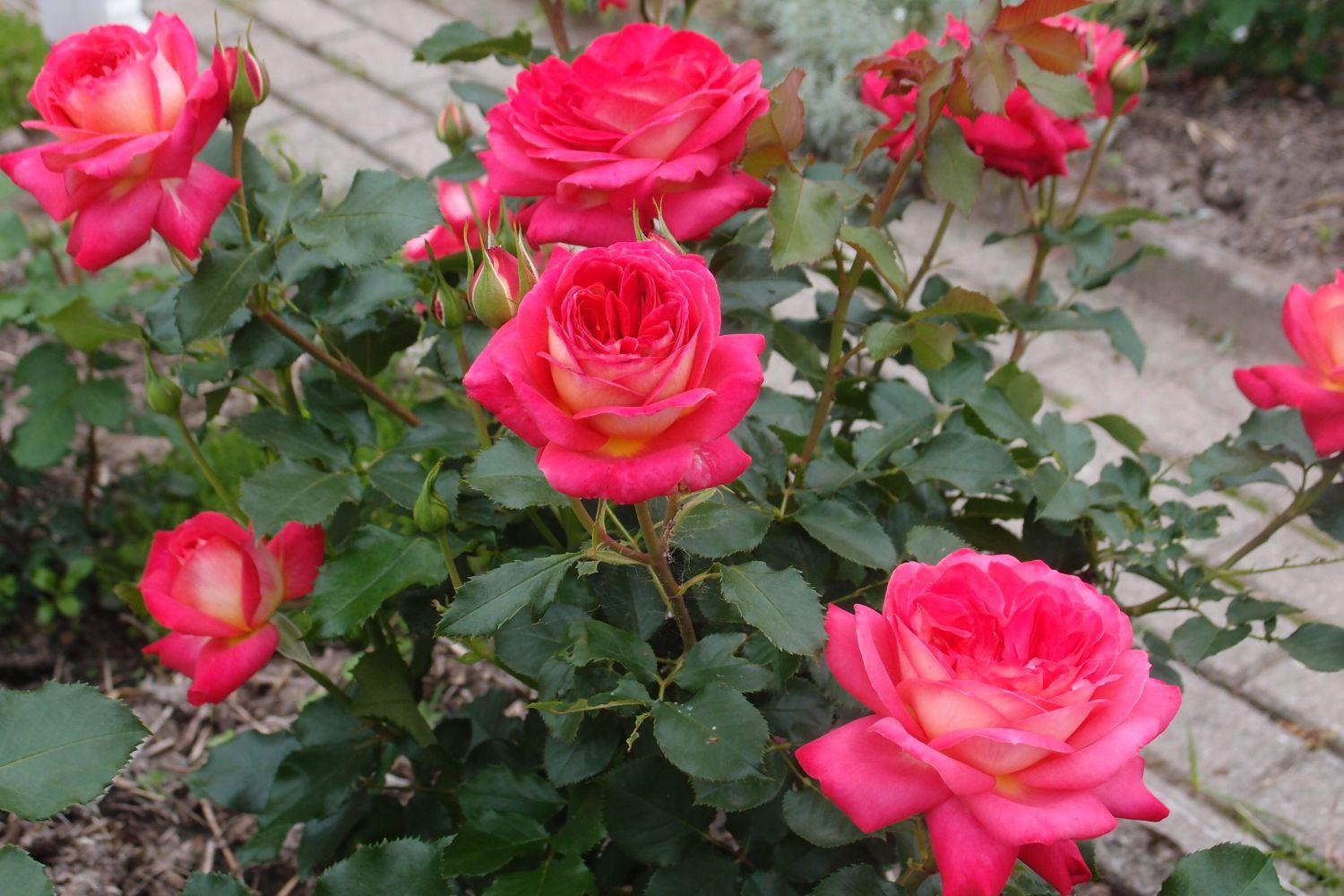 กุหลาบฟลอริบันดา มิดซัมเมอร์