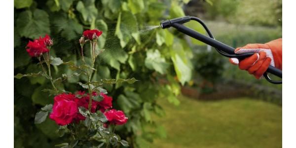 สนิมบนดอกกุหลาบ