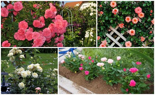 กุหลาบมากมาย