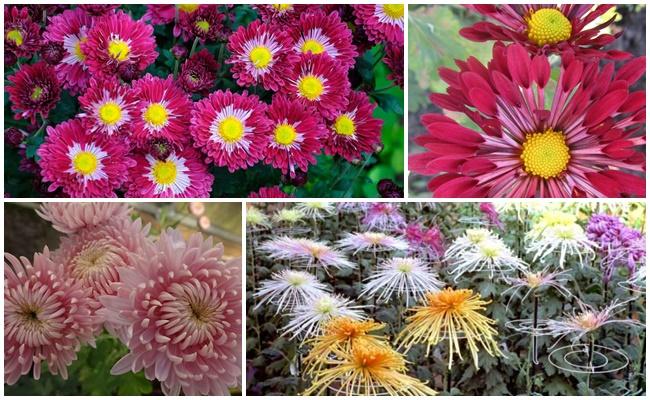 les chrysanthèmes sont magnifiques