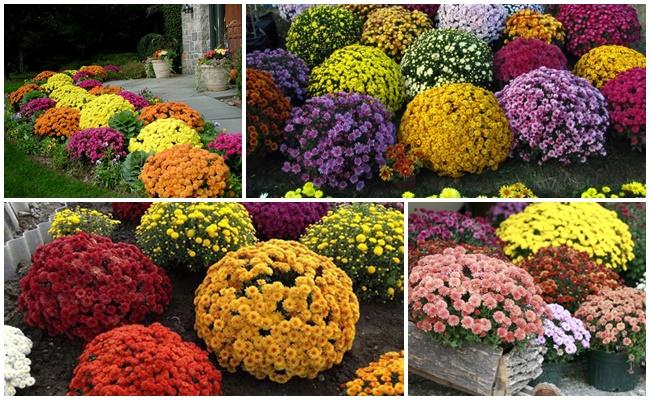 ดอกไม้ที่สวยงาม