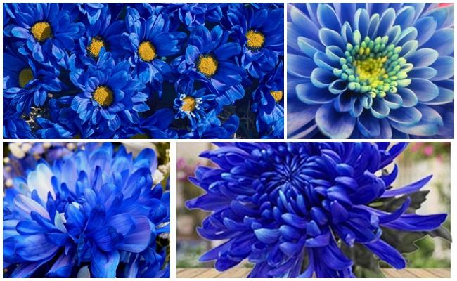 fleurs bleues