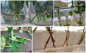 วิธีปลูกและขยายพันธุ์กุหลาบจากการปักชำที่บ้าน