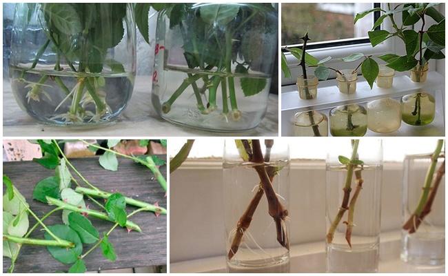 กิ่งพันธุ์กุหลาบ