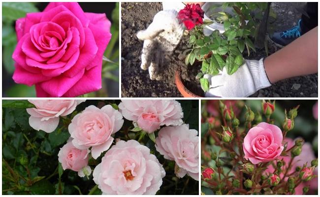 กุหลาบมากมาย