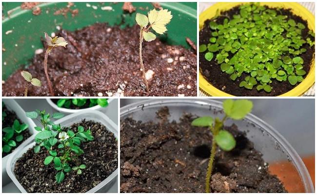 หน่อกุหลาบ