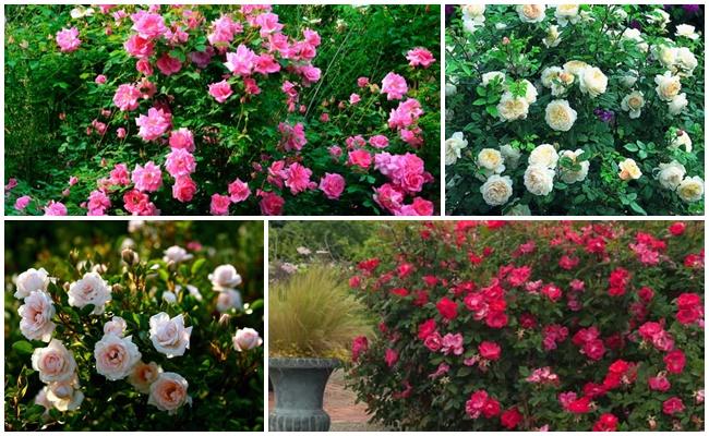 กุหลาบพุ่ม