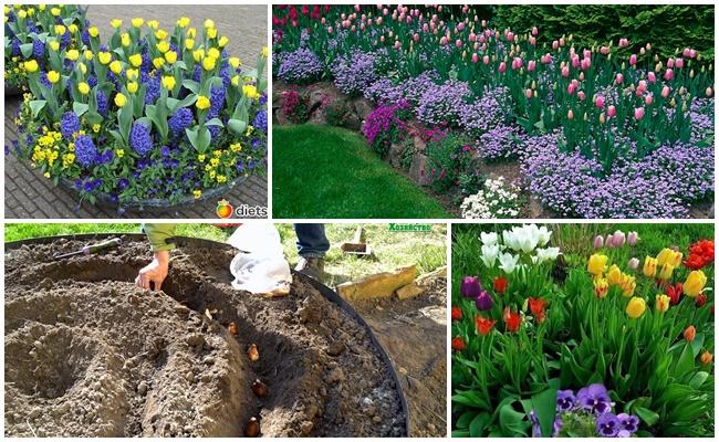 ดอกไม้มากมาย