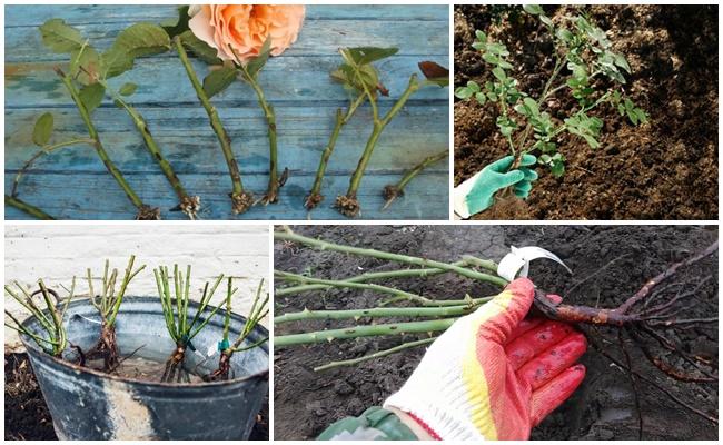 ต้นกล้ากุหลาบ