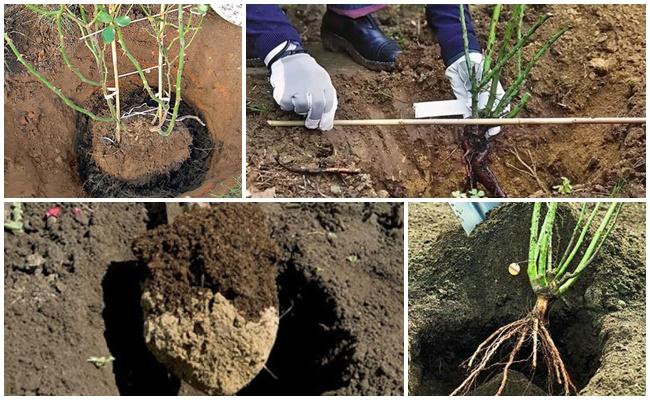 การปลูกกุหลาบ