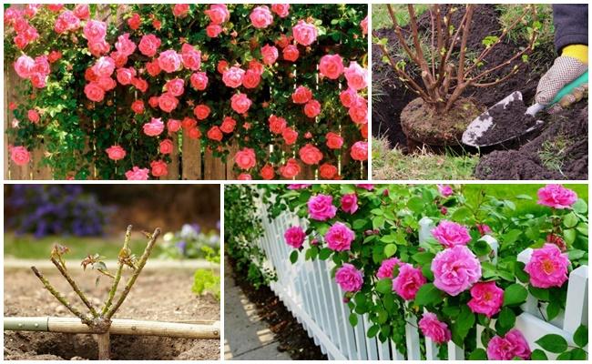 กุหลาบเลื้อย