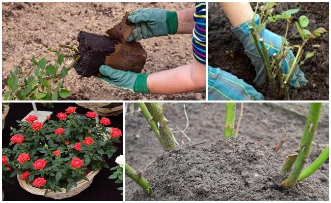 การปลูกกุหลาบ