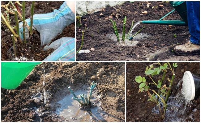 การรดน้ำกุหลาบ