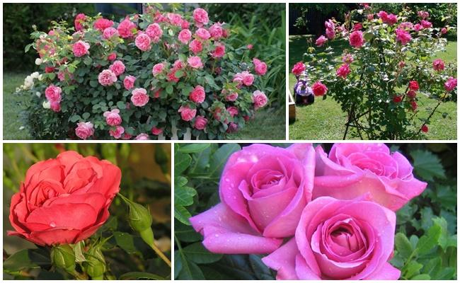 กุหลาบมากมาย