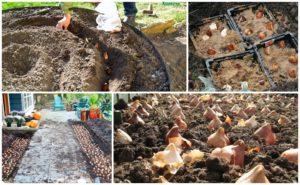 เวลาที่ดีที่สุดในการปลูกทิวลิปในพื้นที่โล่งคือเมื่อไหร่? ช่วงเวลาตามภูมิภาคและกฎเกณฑ์