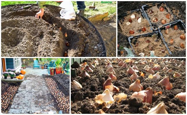 การปลูกดอกไม้