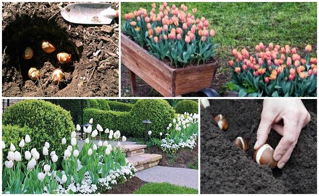 การปลูกดอกไม้